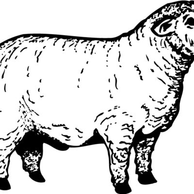 SHEEP012 Thumbnail